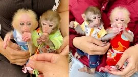 Capuchin monkeys for adoption