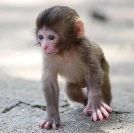 Male and Female White Faced Capuchin Monkeys