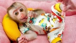 Beautiful Female Capuchin Monkey Available