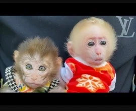 Adorable Capuchin and Squirrel Monkeys