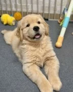 FULLY VETTED, GOLDEN RETRIEVER FOR ADOPTION. 