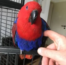 Meet Cordelia Eclectus Parrot For Adoption