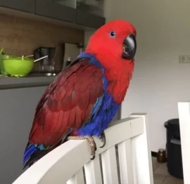 Meet Cordelia Eclectus Parrot For Adoption