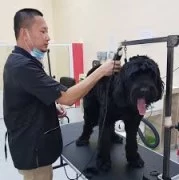 Pet grooming services in Dubai 