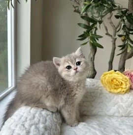 British Shorthair Free for Adoption.